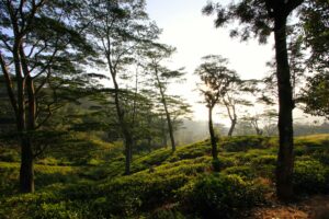 pexels-yohantha-gunawarna-1265127381-27848203